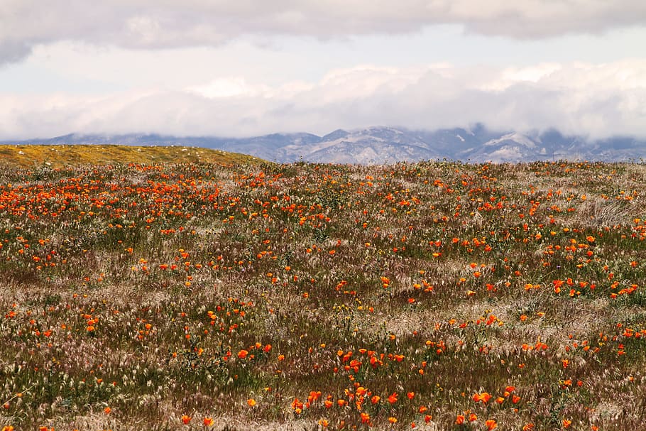orange flower field near brown mountains under white cloudy sky, orange flower field during daytime HD wallpaper