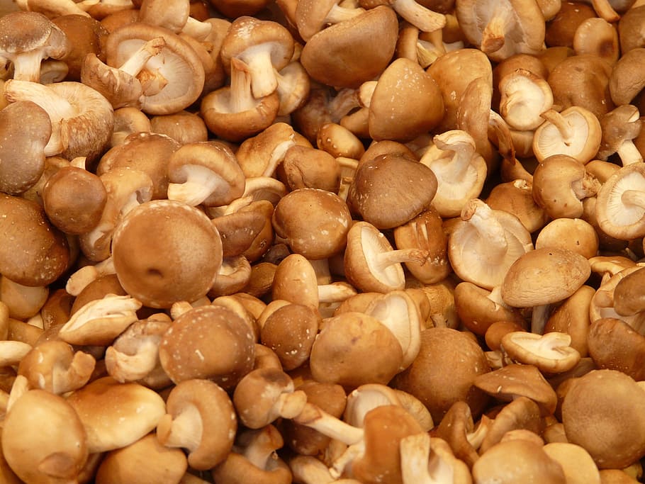 brown and white mushrooms, shiitake, medicinal mushrooms, food, HD wallpaper