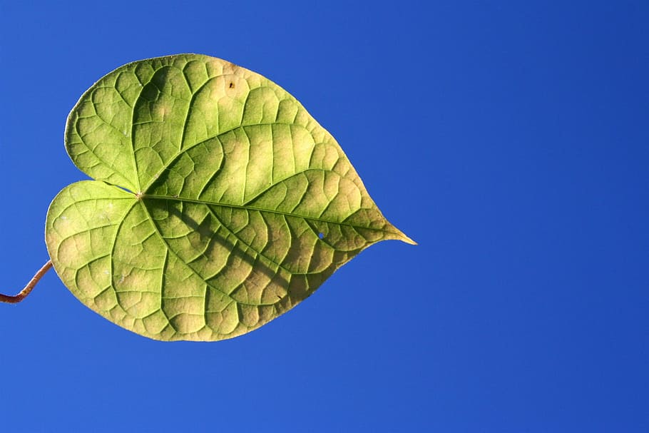 leaf, nature, flora, desktop, closeup, tree, blue, sky, plant part HD wallpaper