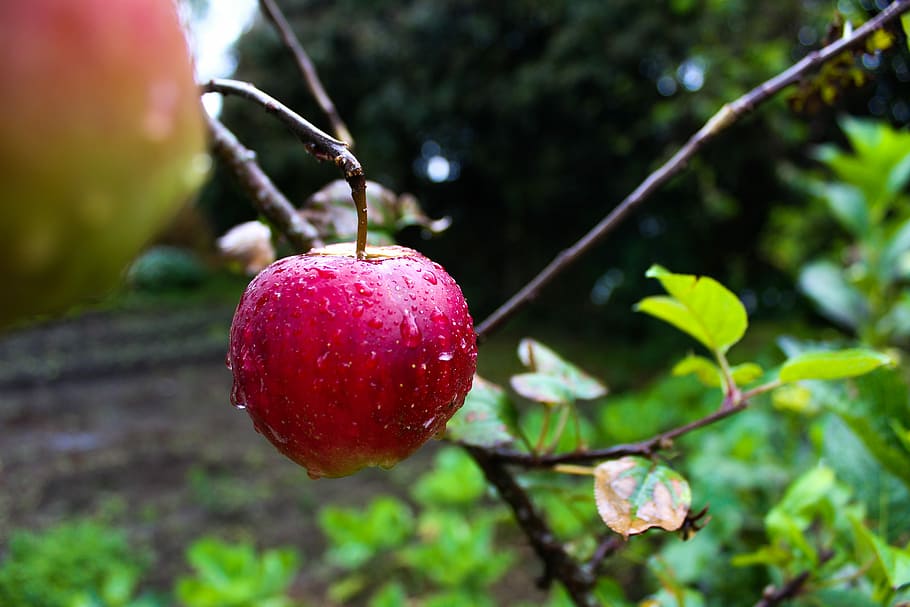 apple, creole, field, fruit, food, food and drink, tree, healthy eating HD wallpaper