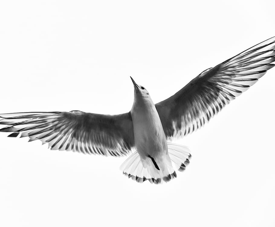 flying bird, black and white, wings, animal, sky, spread wings, HD wallpaper