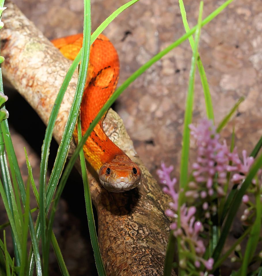 Corn Snake, Reptile, Scale, terraristik, non toxic, pantherophis guttatus HD wallpaper