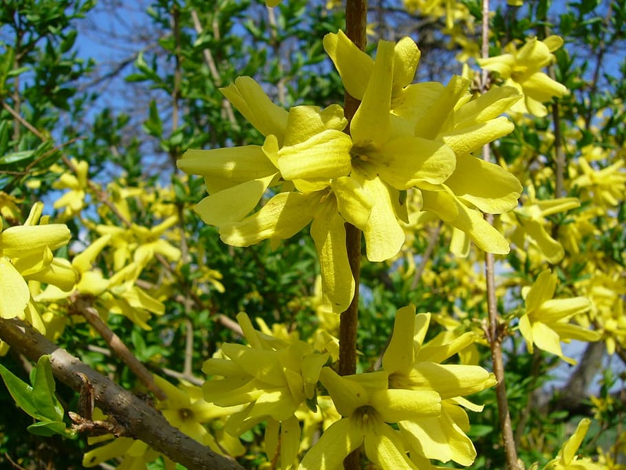Flower, Yellow, Garden, Spring, plant, petal, growth, nature HD wallpaper