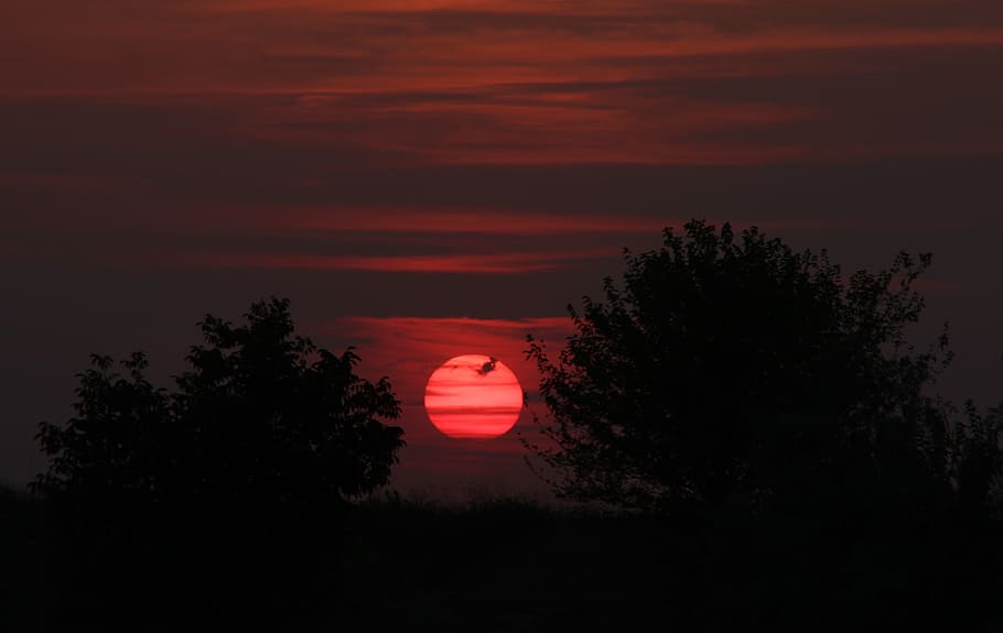 sunset, sky, cloud, red, in the evening, tree, plant, beauty in nature HD wallpaper