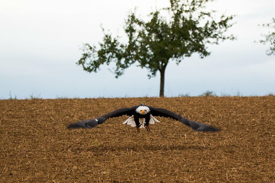 bald eagle, fly, in flight, approach, haliaeetus leucocephalus, HD wallpaper