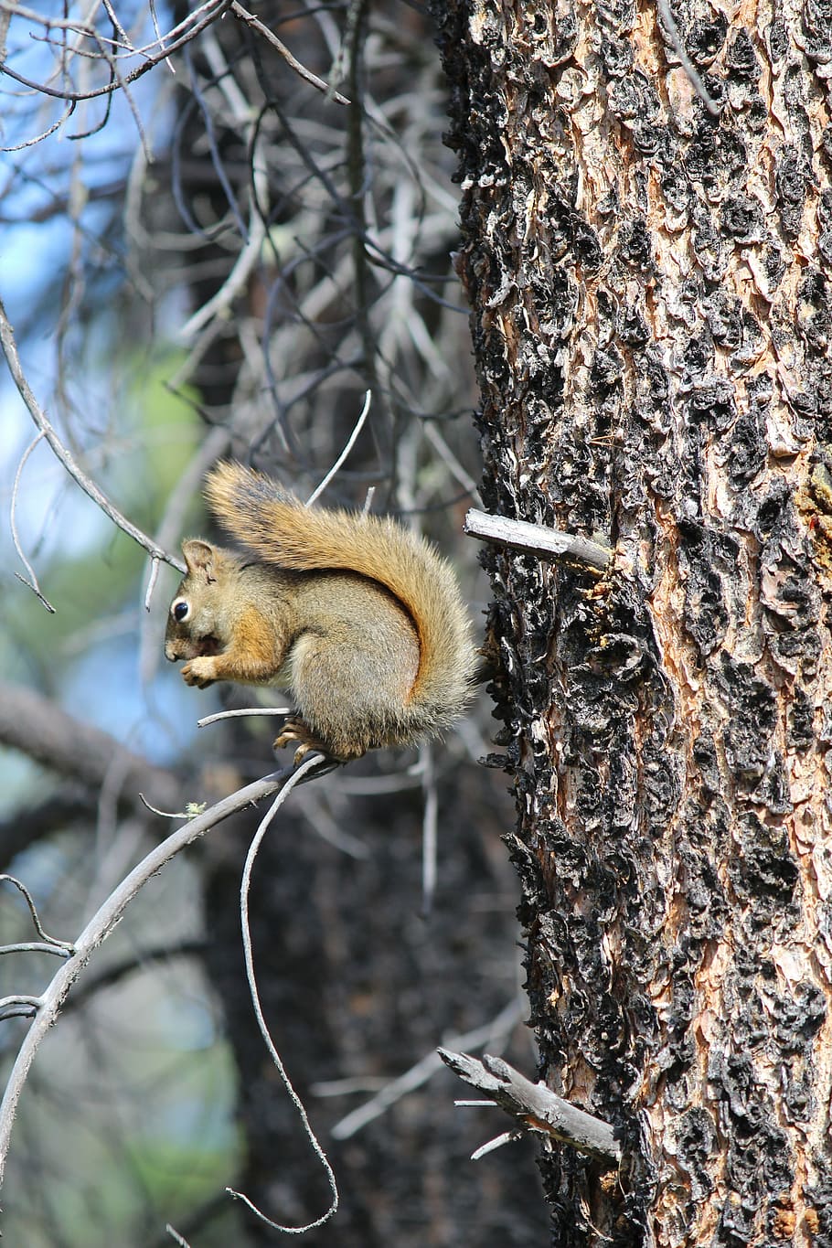 squirrel, tree, nature, wildlife, animal, rodent, trunk, natural HD wallpaper