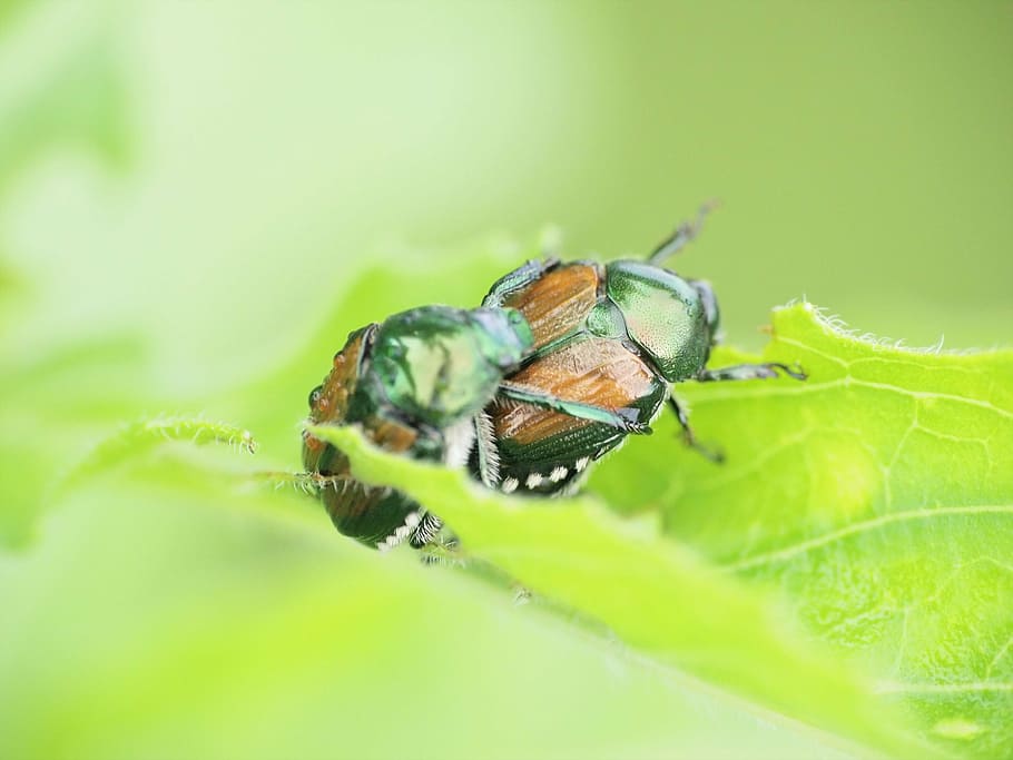 insect, beetle, scarab, bug, green, leaves, nature, flowers and insects HD wallpaper