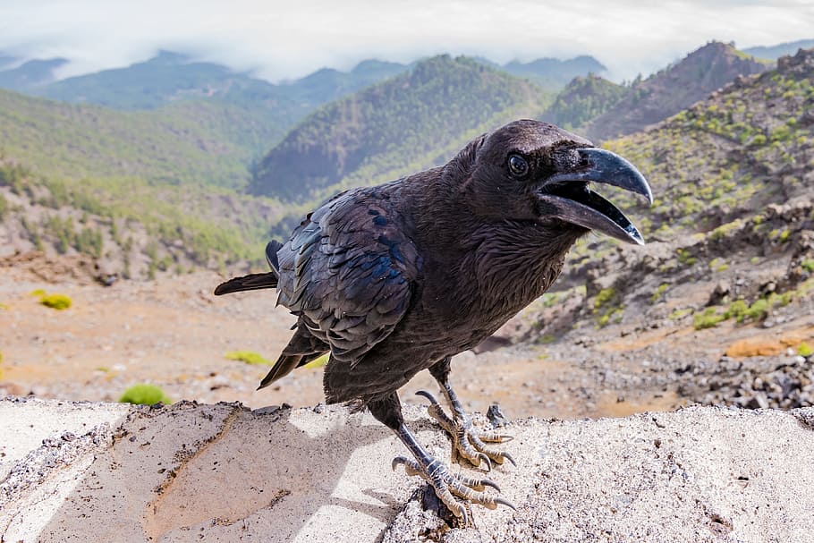black bird on beige surface, crow, raven, dark, animal, nature HD wallpaper