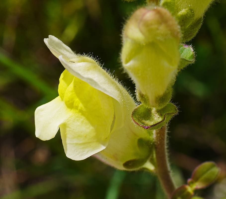 Loewenmaeulchen, Flower, ornamental flower, yellow, wildwachsend, HD wallpaper