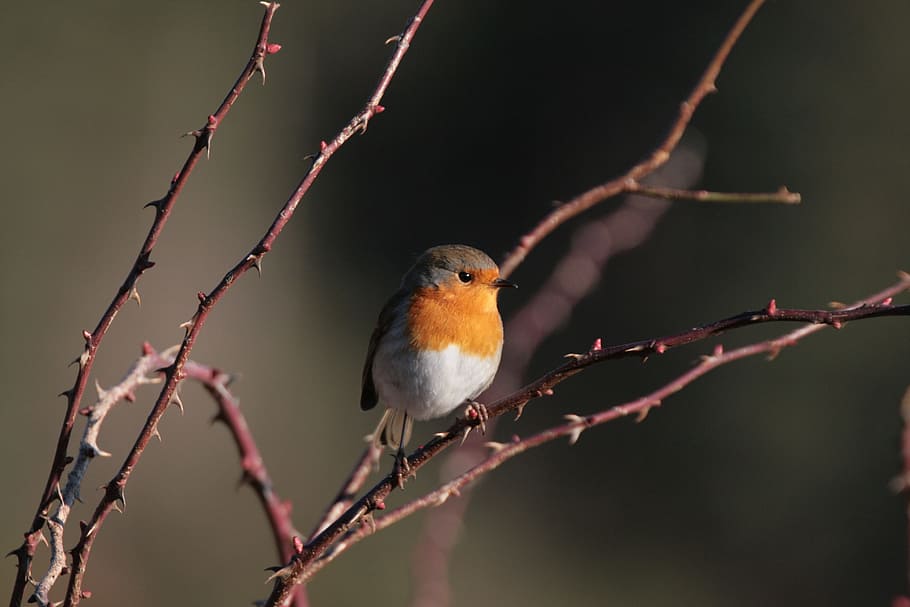 Robin, Erithacus Rubecula, Birds, one animal, animal wildlife HD wallpaper