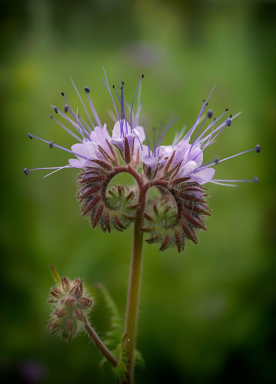purple petaled flowers in bloom close up photo, phacelia, bees HD wallpaper
