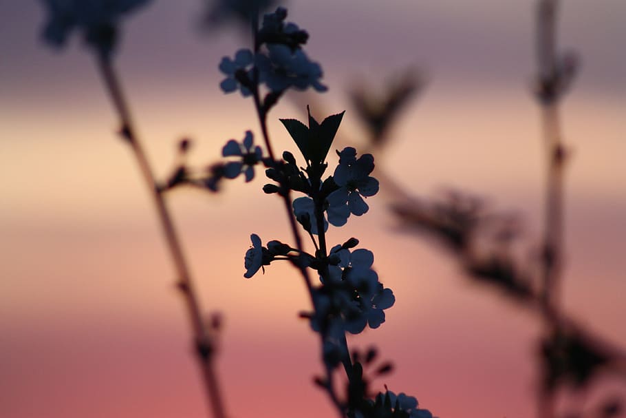 white flower closeup photo during nighttime, spring, bloom HD wallpaper