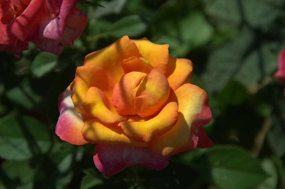 rosa, flower, garden, flowering plant, beauty in nature, vulnerability HD wallpaper