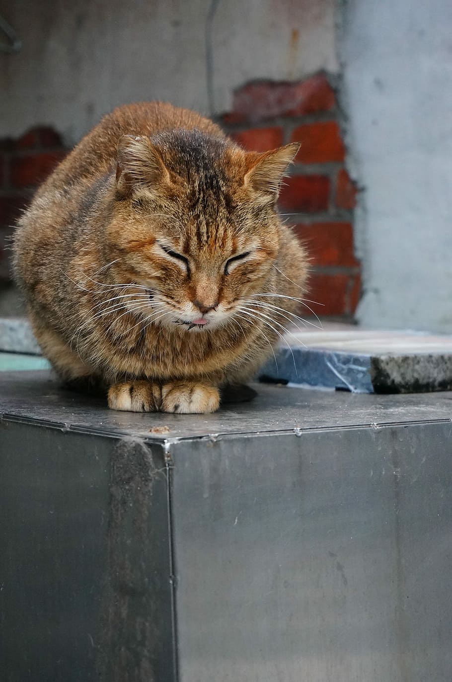 Cat, Animal, domestic cat, one animal, animal themes, domestic animals HD wallpaper