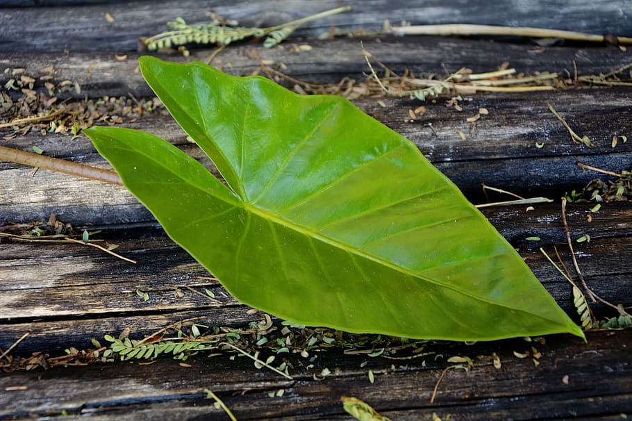 Leaf, Fresh, Pattern, green, nature, green Color, plant, wood - Material HD wallpaper