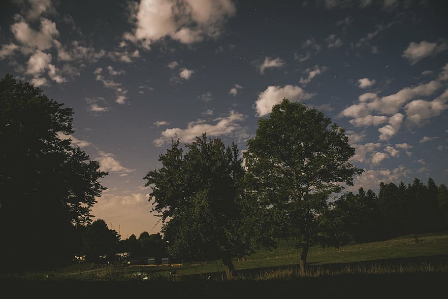 green trees, leaved, grass, field, cloudy, sky, daytime, park HD wallpaper
