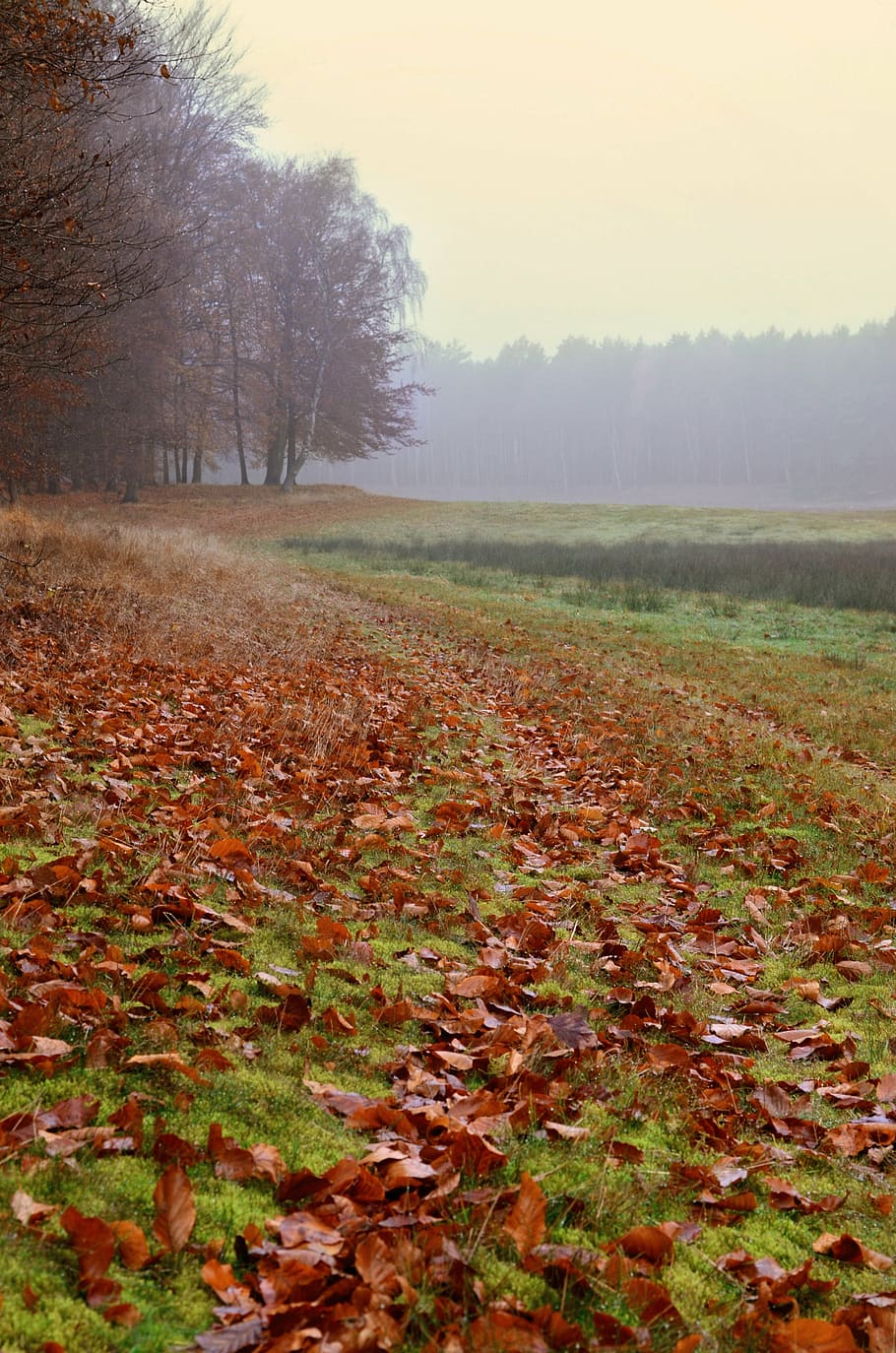 autumn, autumn mood, nature, leaves, crap, fog, foliage, tree, HD wallpaper