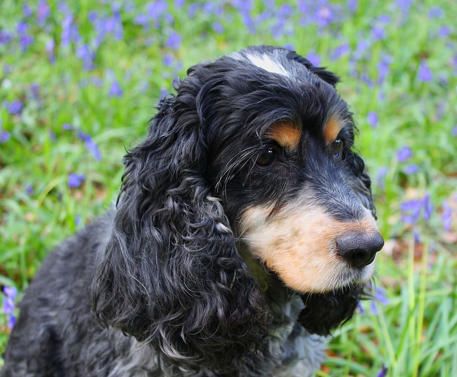 Cocker, Spaniel, Dog, pets, domestic animals, one animal, animal themes HD wallpaper