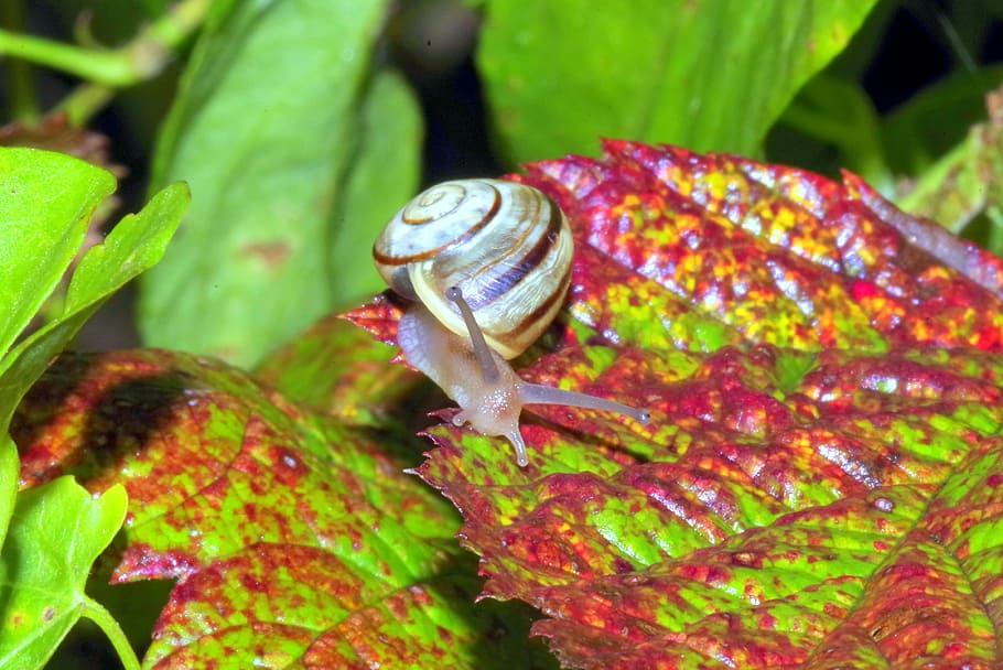 snail, small, tiny, foliage, grass, summer, green, macro, colored HD wallpaper