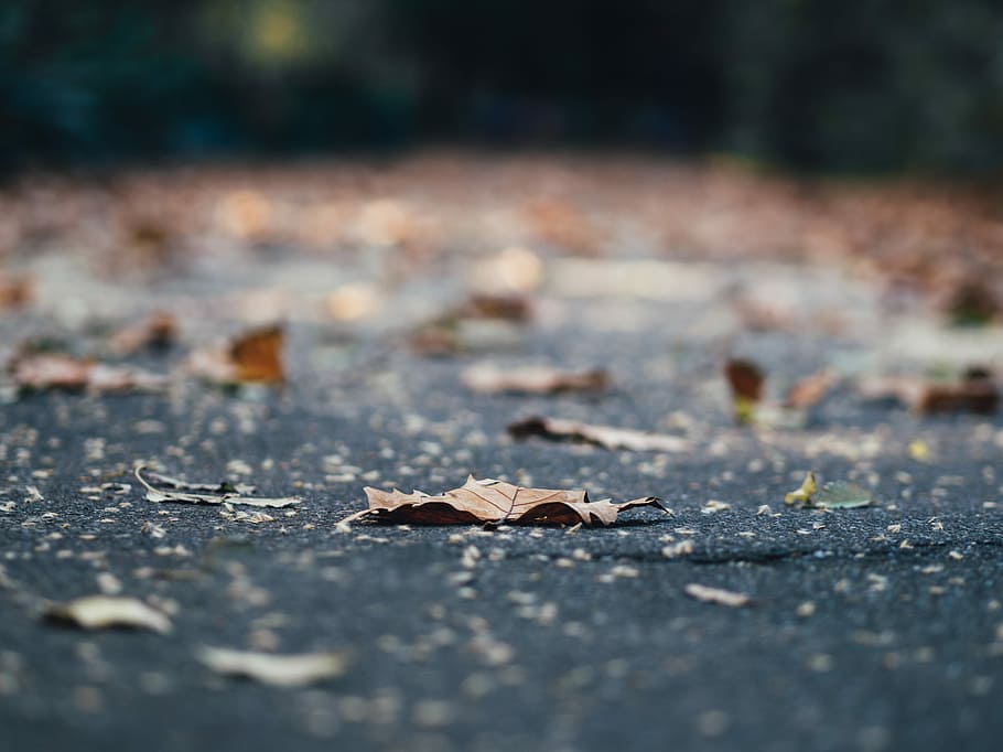 brown dry leaf, closeup photography of dried leaf, ground, autumn HD wallpaper