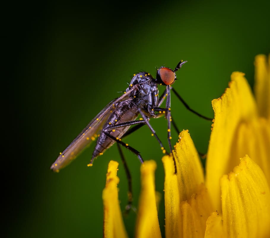 macro, insect, fly, animal wildlife, animal themes, invertebrate HD wallpaper