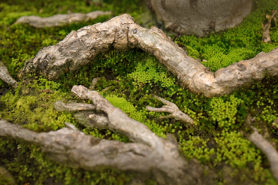 natural, moss green, tree roots, plant, nature, tree trunk HD wallpaper
