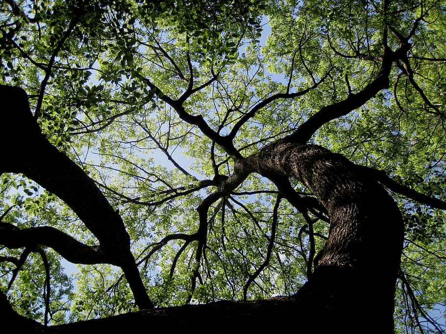 tree, huge, high, strong, dense, shade, thick branches, spider vein HD wallpaper