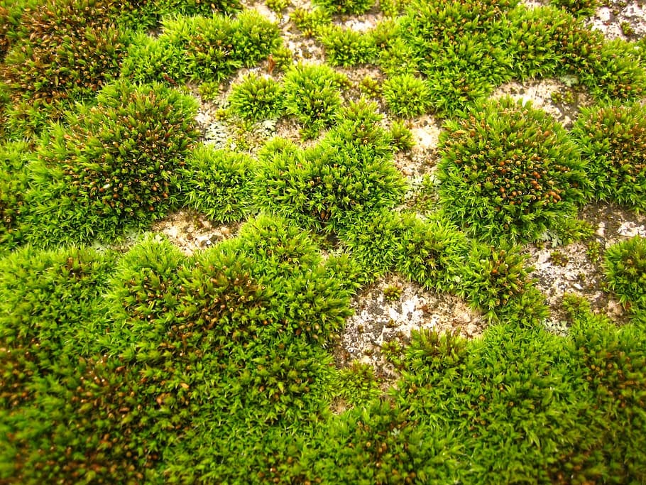 field, green, moss, grass, landscapes, nature, green Color HD wallpaper