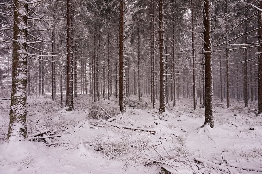 Forest, Snow, Winter, Trees, Nature, needle, nature conservation HD wallpaper