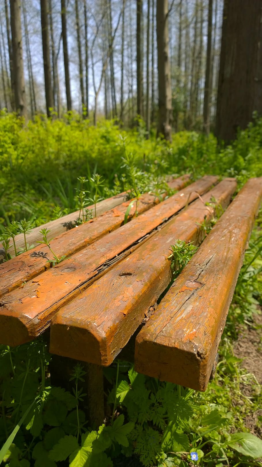 forest, wooden stool, grassland, plant, tree, wood - material