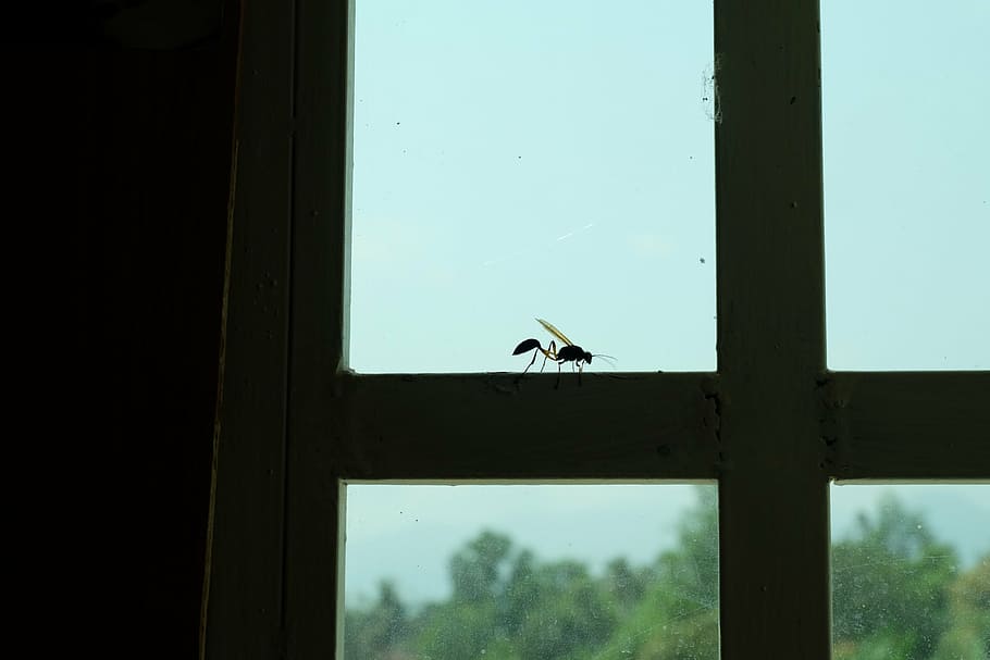 insect, macro, bug, nature, window, wasp, silhouette, one animal HD wallpaper