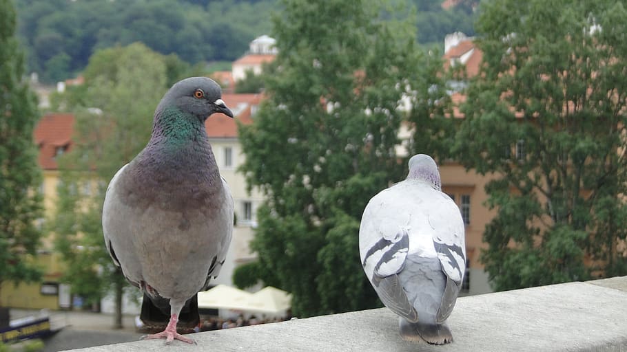 pigeon, bird, animal, vertebrate, animal themes, animal wildlife HD wallpaper