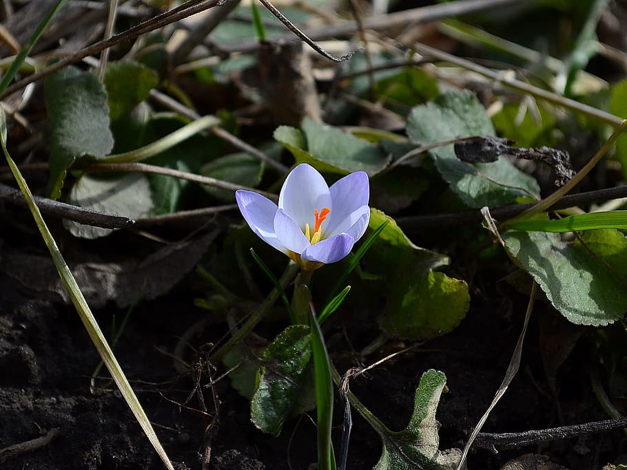 flower, crocus, spring, primula, flowers, flowering plant, petal HD wallpaper