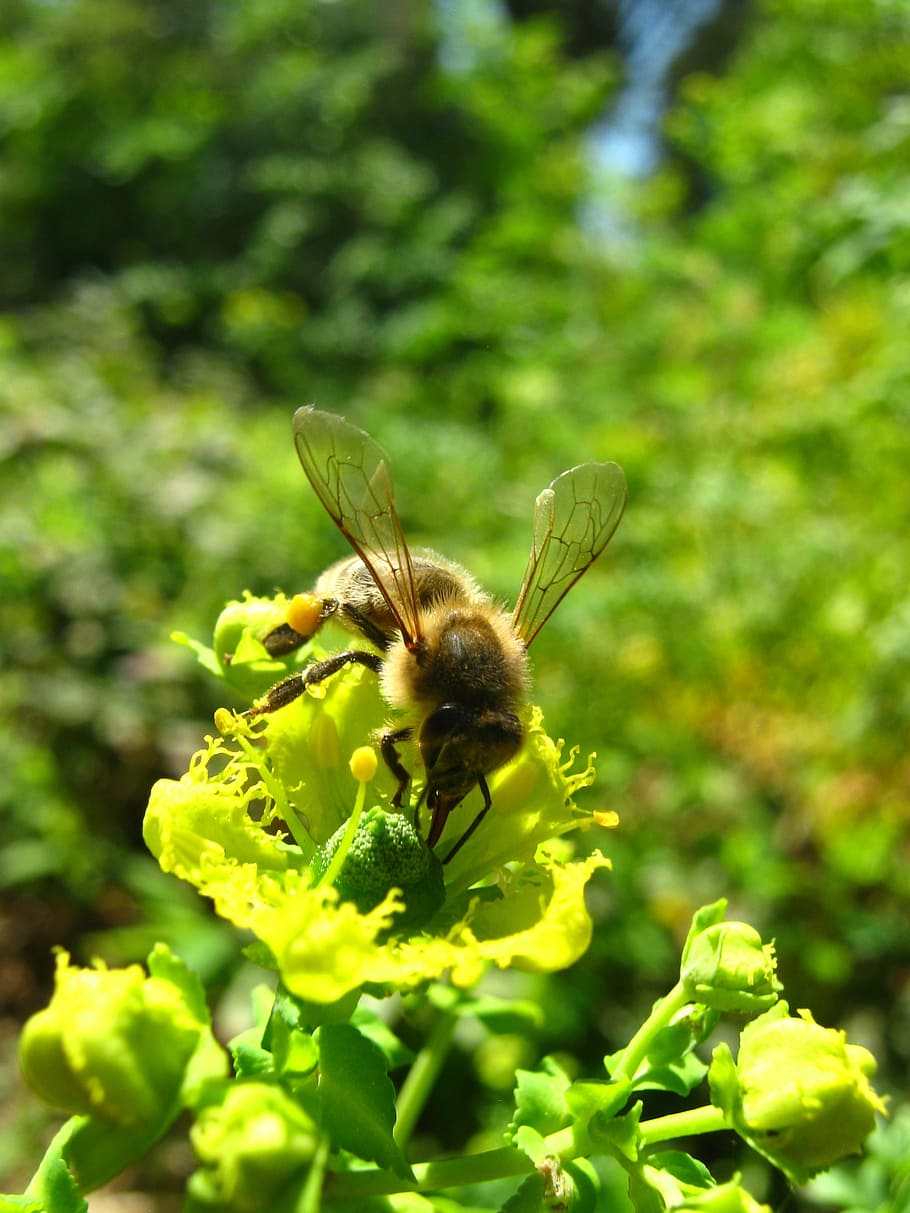 Apis Mellifera, Bee, Flower, Pollinator, forage, plant, insect HD wallpaper