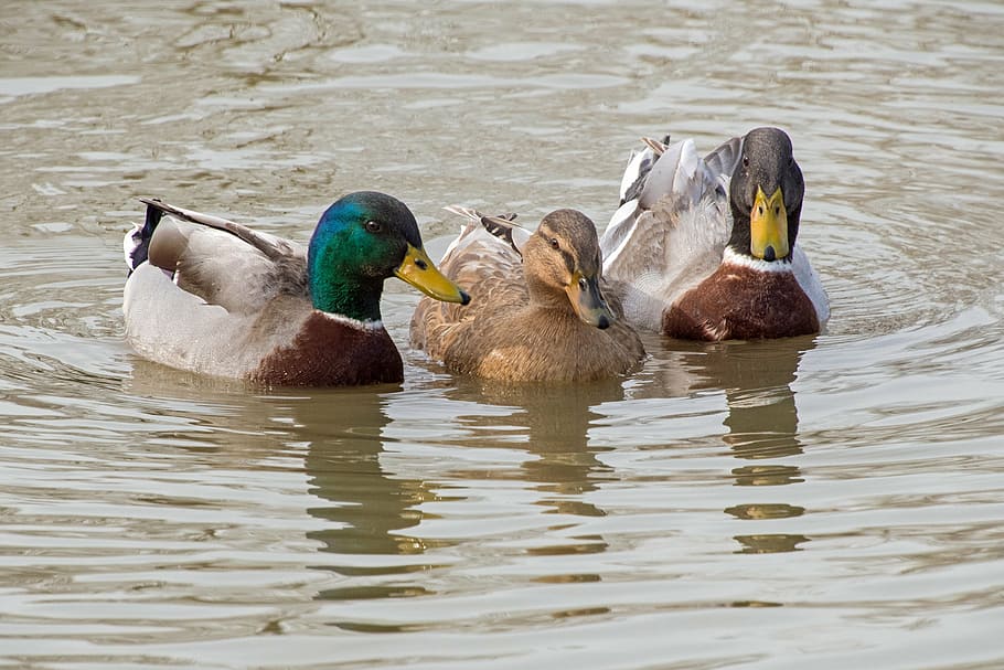 duck, mallard, three, water, pond, bird, animals in the wild HD wallpaper