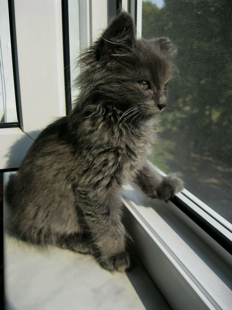 gray kitten looking outside the window, cat, kitty, cute, cute cat HD wallpaper