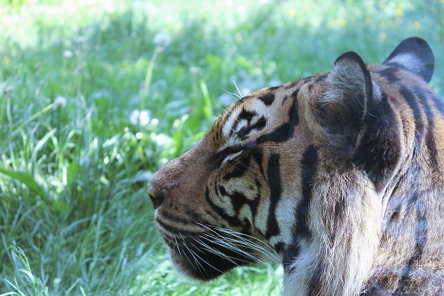 tiger, cat, large, predator, fur, striped, zoo, toronto, dangerous, HD wallpaper