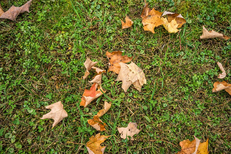 Foliage, Fall, Rural, Nature, autumn, leaves, green, outdoor HD wallpaper