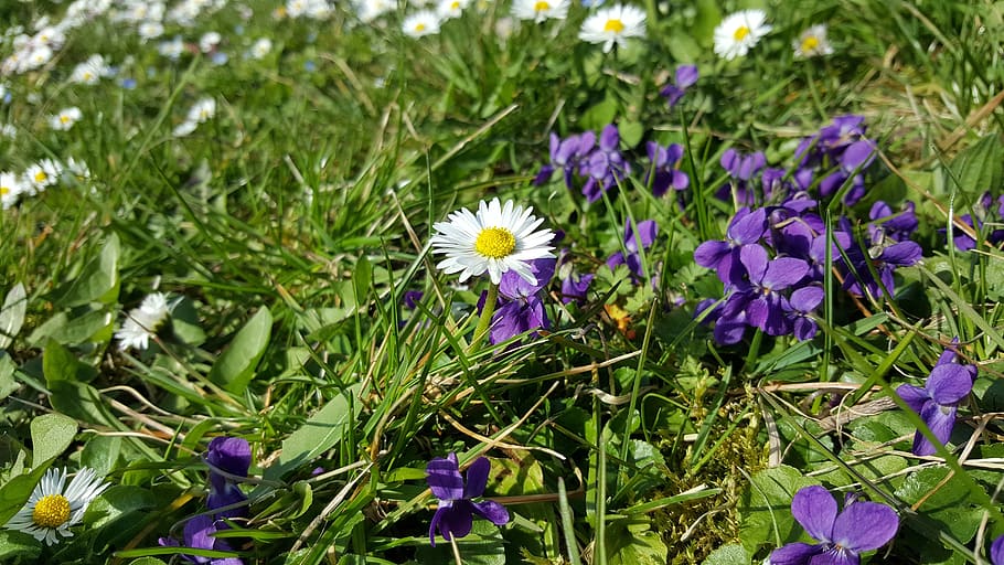 Daisy, Daisies, Spring, Flower, Plant, nature, blossom, bloom HD wallpaper