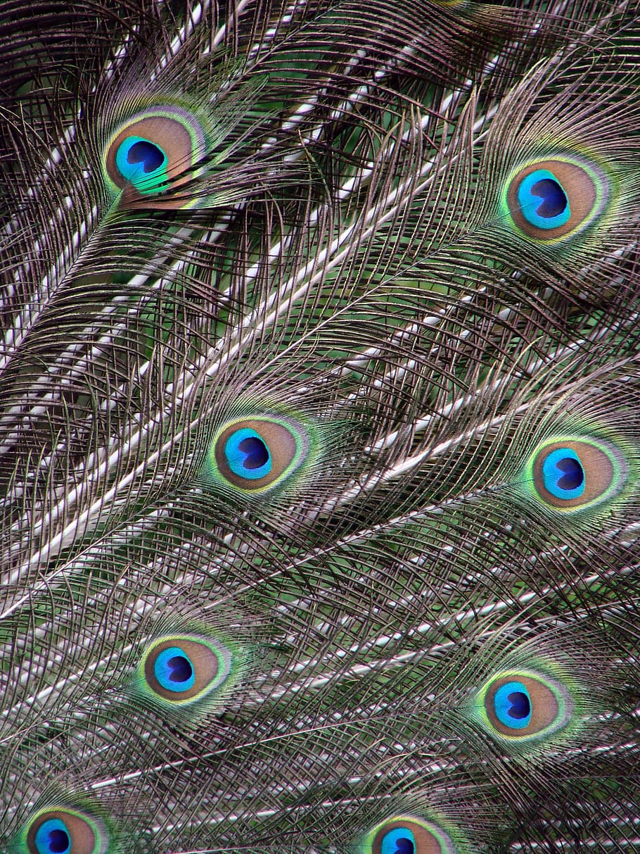 peacock feathers, male, arrangement, wheel, pavo cristatus