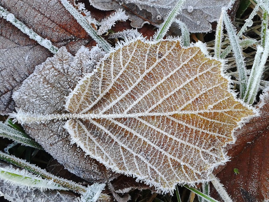 photo of brown leaf with snow, frost, hoarfrost, cold, winter HD wallpaper