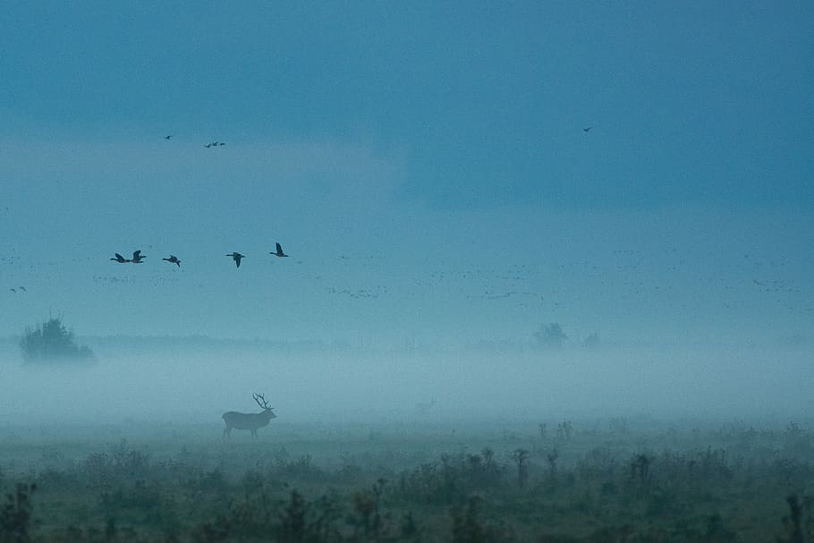 bird flying, bird's eye view of forest, deer, stag, birds, cloud HD wallpaper