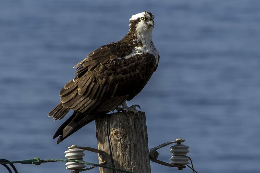 osprey, bird, hawk, wildlife, predator, beak, wing, eagle, plumage HD wallpaper