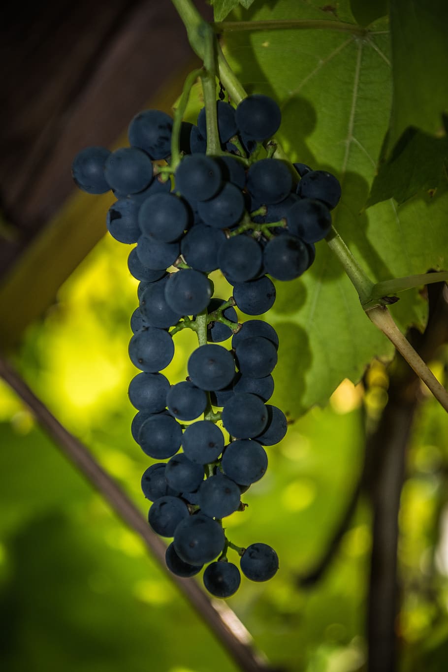 grapevine, green, foliage, plants, viticulture, the grapes HD wallpaper
