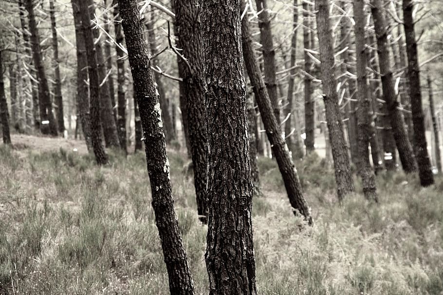 pine, trees, bark, forest, atlantic coast, plant, trunk, tree trunk HD wallpaper