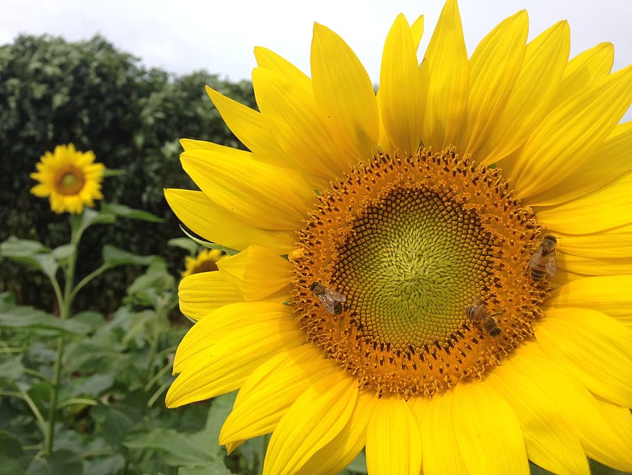 sunflower, bees, yellow, sunflower field, flowering plant, freshness HD wallpaper