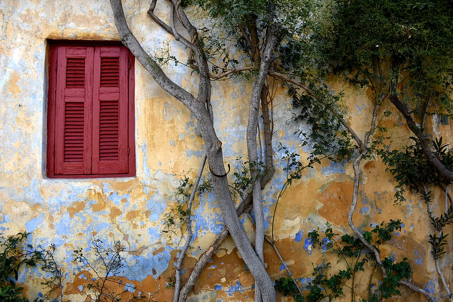 green leafed trees in front of concrete wall, red wooden windows near brown tree brand HD wallpaper