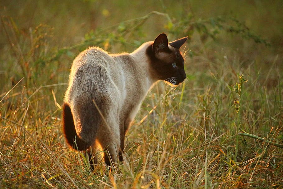 cat, mieze, siamese cat, breed cat, grass, sun, evening light HD wallpaper