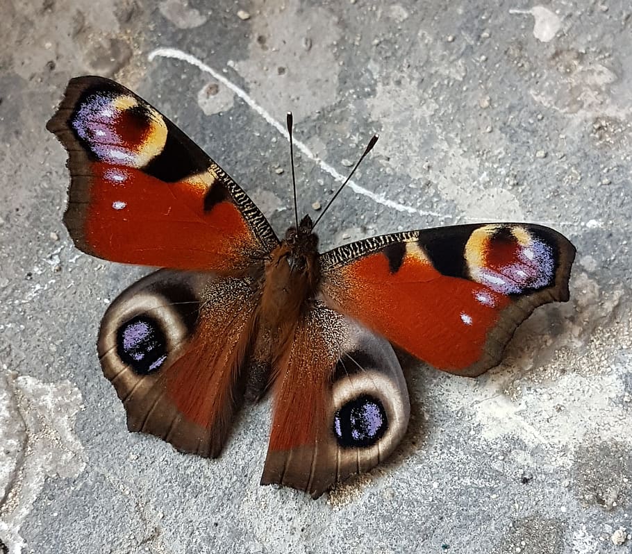 butterfly, peacock, insect, animal themes, invertebrate, animal wing HD wallpaper
