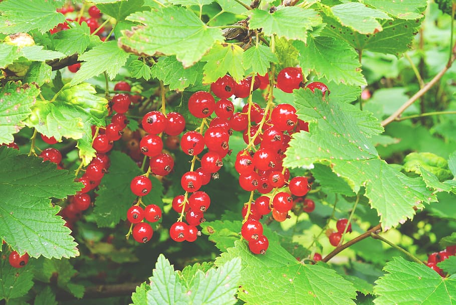 Berry, Red Currant, Soft Fruit, garden currant, vegetable garden HD wallpaper